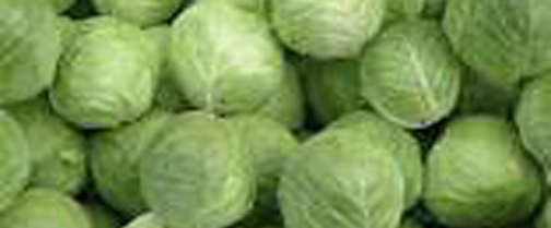 cabbage