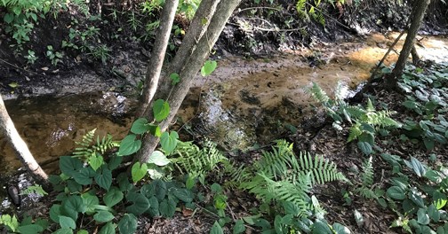 Jim Selph property air potato