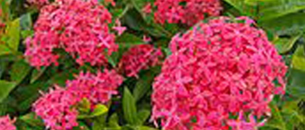 220px-Ixora_coccinea_(Rubiaceae)