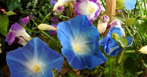morning-glory2-400x300