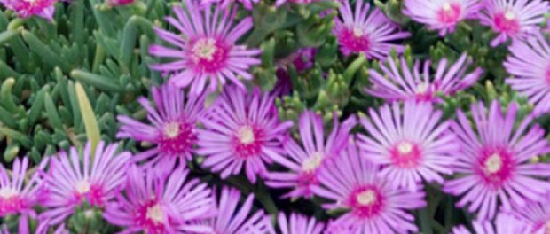 lavende ice plant