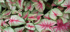 caladiums 3