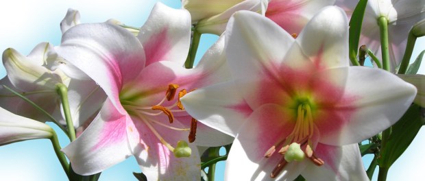 lilies-82154_960_720