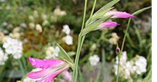 220px-0_Gladiolus_italicus_-_Samoëns_(1)