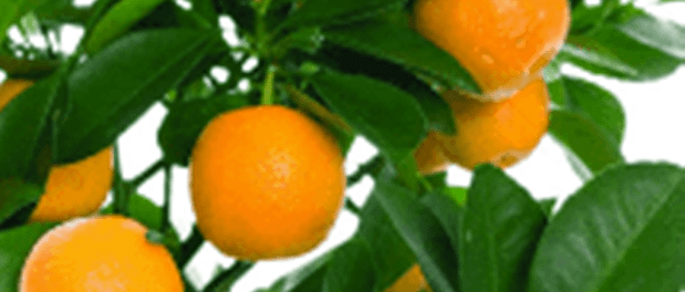orange trees