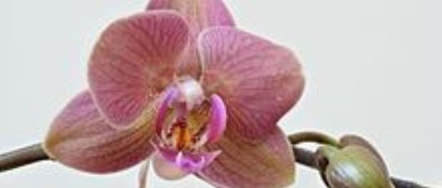 Orchid_high_resolution