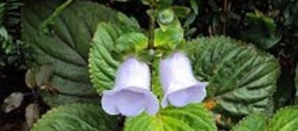 Gloxinia_perennis_08