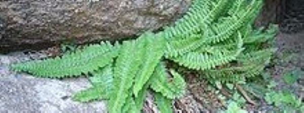 holly fern